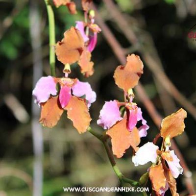 ORCHIDS OF MACHU PICCHU – INCA TRAIL