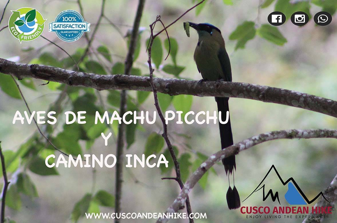 AVES DE MACHU PICCHU Y CSMINO INCA CUSCO ANDEAN HIKE